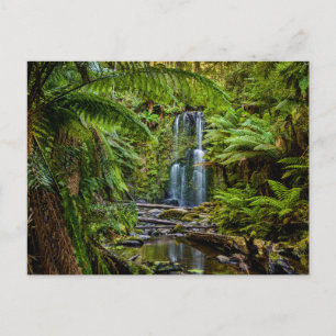 Carte Postale Forêt   Beauchamp Falls Australie