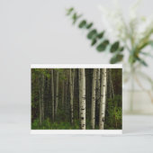 Carte Postale Forêt Blanche (Debout devant)