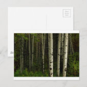 Carte Postale Forêt Blanche (Devant / Derrière)