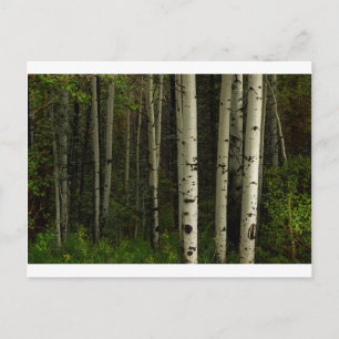 Carte Postale Forêt Blanche