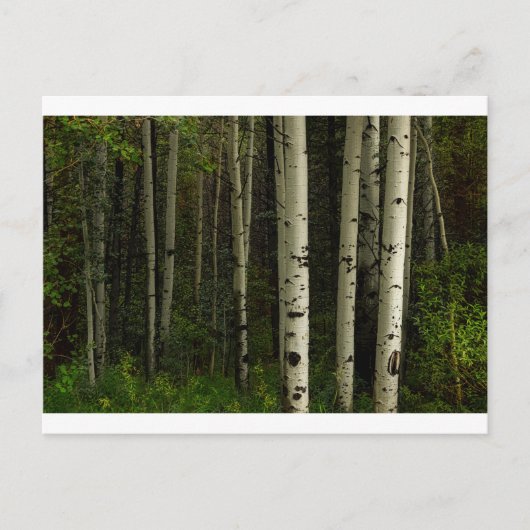 Carte Postale Forêt Blanche (Devant)