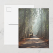 Carte Postale Forêt | Bois (Devant / Derrière)