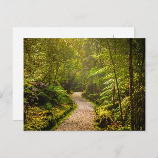 Carte Postale Forêt | Chemin De Marche Dans La Forêt (Devant / Derrière)