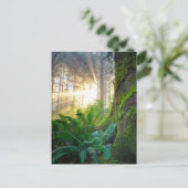 Carte Postale Forêt côtière du Pacifique, Oregon (Debout devant)