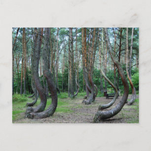 Carte Postale Forêt Crochée - Pologne