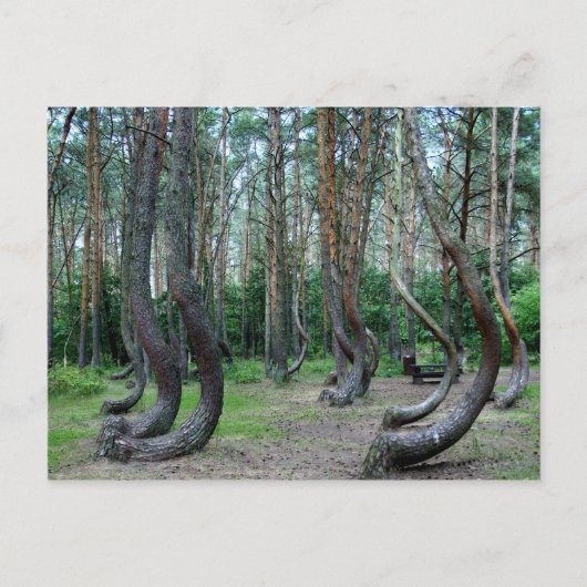 Carte Postale Forêt Crochée - Pologne (Devant)