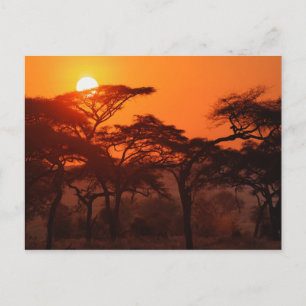Carte Postale Forêt d'Acacia au coucher du soleil, Tarangire