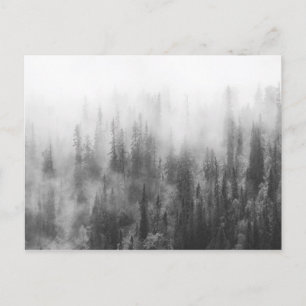 Carte Postale Forêt dans le brouillard