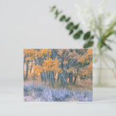 Carte Postale Forêt d'aspens en automne (Debout devant)