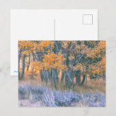 Carte Postale Forêt d'aspens en automne (Devant / Derrière)