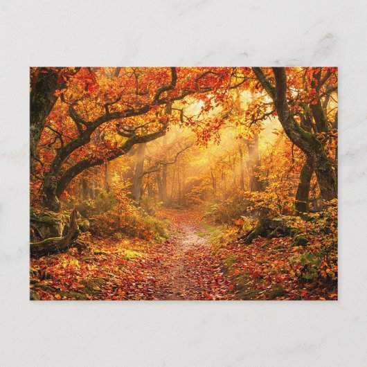 Carte Postale Forêt d'automne (Devant)