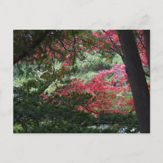 Carte Postale Forêt d'automne (Devant)