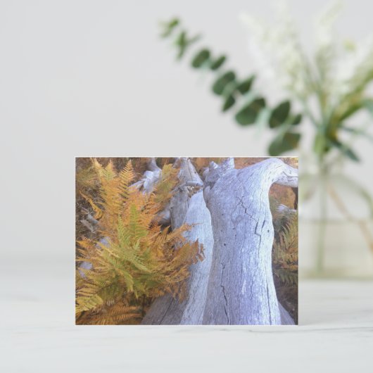 Carte Postale Forêt d'automne (Debout devant)