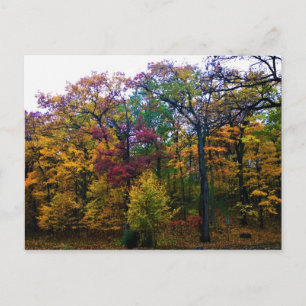 Carte Postale Forêt d'automne sombre