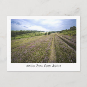Carte Postale Forêt de Ashdown