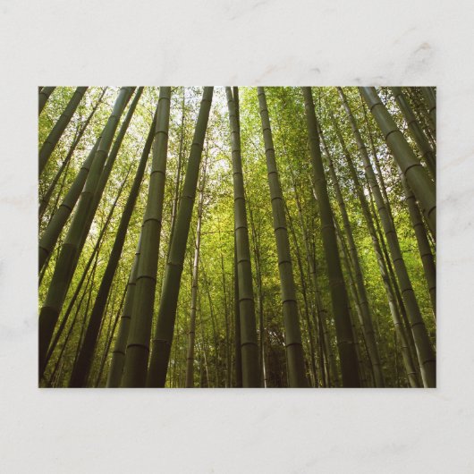 Carte Postale Forêt de bambou : Sagano, Kyoto (Devant)