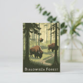 Carte Postale Forêt de Bialowieza Pologne vintage (Debout devant)