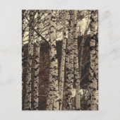 Carte Postale Forêt de Birch Nature (Devant)