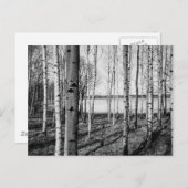 Carte Postale Forêt de bouleaux au bord d'un lac en Finlande (Devant / Derrière)
