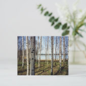 Carte Postale Forêt de bouleaux en Finlande (Debout devant)