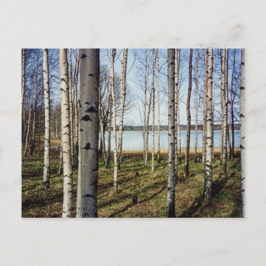 Carte Postale Forêt de bouleaux en Finlande (Devant)