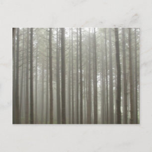Carte postale Forêt de brouillard