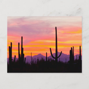 Carte Postale Forêt de cactus saguaro au coucher du soleil