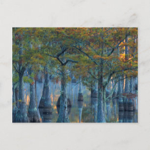 Carte Postale Forêt de cyprès de bassin