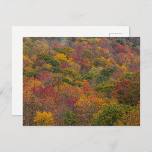 Carte Postale Forêt de feuillus dans le comté de Randolph, Virgi (Devant / Derrière)