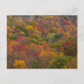 Carte Postale Forêt de feuillus dans le comté de Randolph, Virgi (Devant)