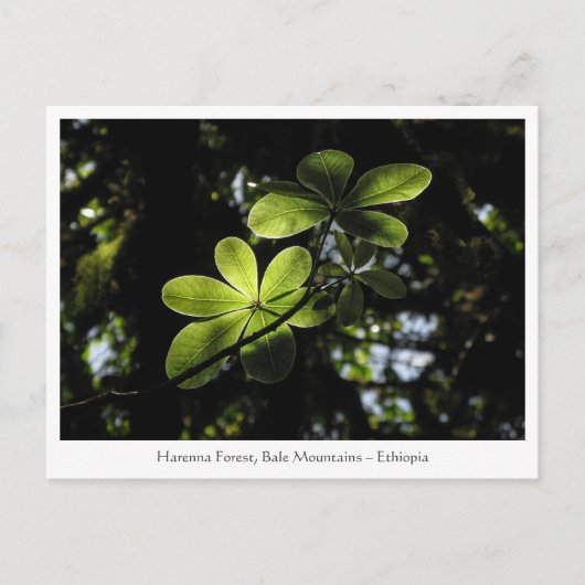 Carte Postale Forêt de Harenna Éthiopie (Devant)