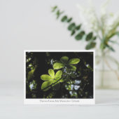 Carte Postale Forêt de Harenna Éthiopie (Debout devant)