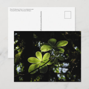 Carte Postale Forêt de Harenna Éthiopie