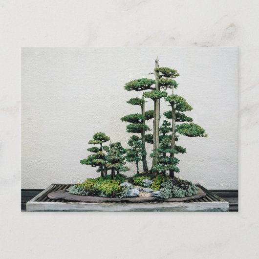 Carte Postale Forêt de Juniper Bonsai (Devant)