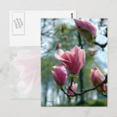 Carte Postale Forêt de Magnolia (Devant / Derrière)