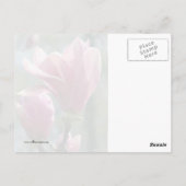 Carte Postale Forêt de Magnolia (Dos)