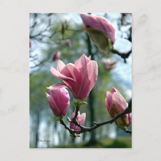 Carte Postale Forêt de Magnolia (Devant)