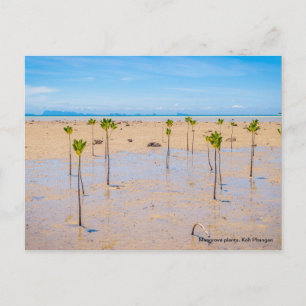 Carte Postale Forêt de mangrove