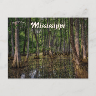 Carte Postale Forêt de marais au Mississippi