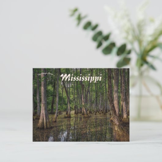 Carte Postale Forêt de marais dans le Mississippi (Debout devant)