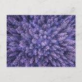 Carte Postale Forêt de neige norvégienne (Devant)