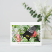 Carte Postale Forêt de papillons - Gainesville, FL 006 (Debout devant)