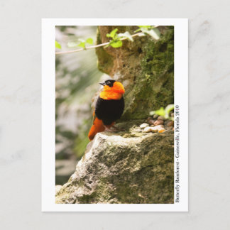 Carte Postale Forêt de papillons - Gainesville, FL 009