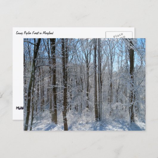 Carte Postale Forêt de peuplier neigeux I (Devant / Derrière)