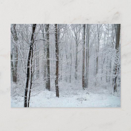 Carte Postale Forêt de peupliers blanche enneigée (Devant)