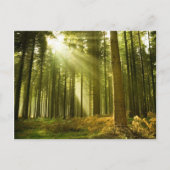 Carte Postale Forêt de pins avec soleil brillant (Devant)
