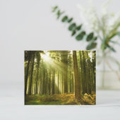 Carte Postale Forêt de pins avec soleil brillant (Debout devant)
