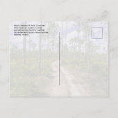 Carte Postale Forêt de pins, Palmettes de scie, Big Cypress NP (Dos)