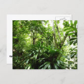 Carte Postale Forêt de pluie dominicaine I Nature verte tropical (Devant / Derrière)
