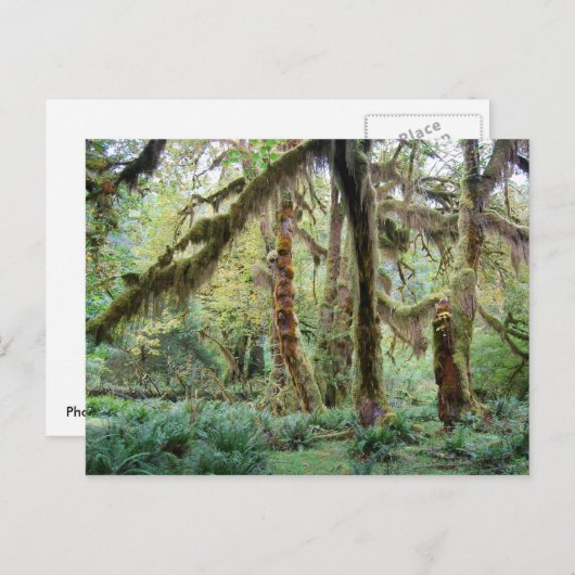 Carte Postale Forêt de pluie Hoh (Devant / Derrière)